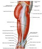 Anatomie: heup,bovenbeen,knie,onderbeen,enkel,voet,acetabulum,collum femoris,trachanter,femur,epicondyl,meniscus,kruisband,cruciate ligament,patella,knieschijf,tibia,fibula,malleolus,talus,calcaneus,tarsus,metatarsus,phalanx,falanx,quadriceps femoris,rectus femoris,sartorius,tensor fasciae latae,tractus iliotibialis,biceps femoris,gastrocnemius,semimembranosus,semitendinosus,soleus,suralis,vena saphena parva,vena saphena magna,sciatic,ischiadicus,peronea